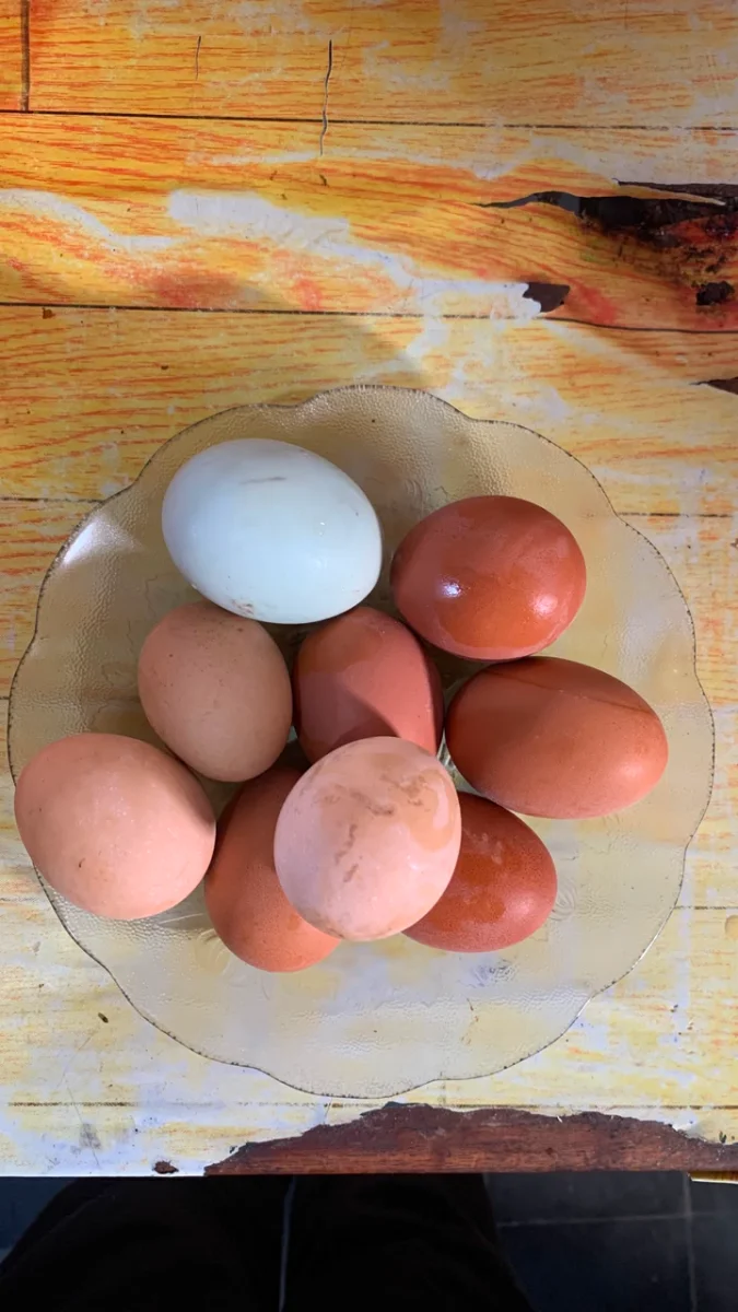 Telur Rebus