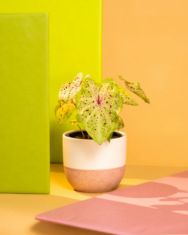Caladium Red Star