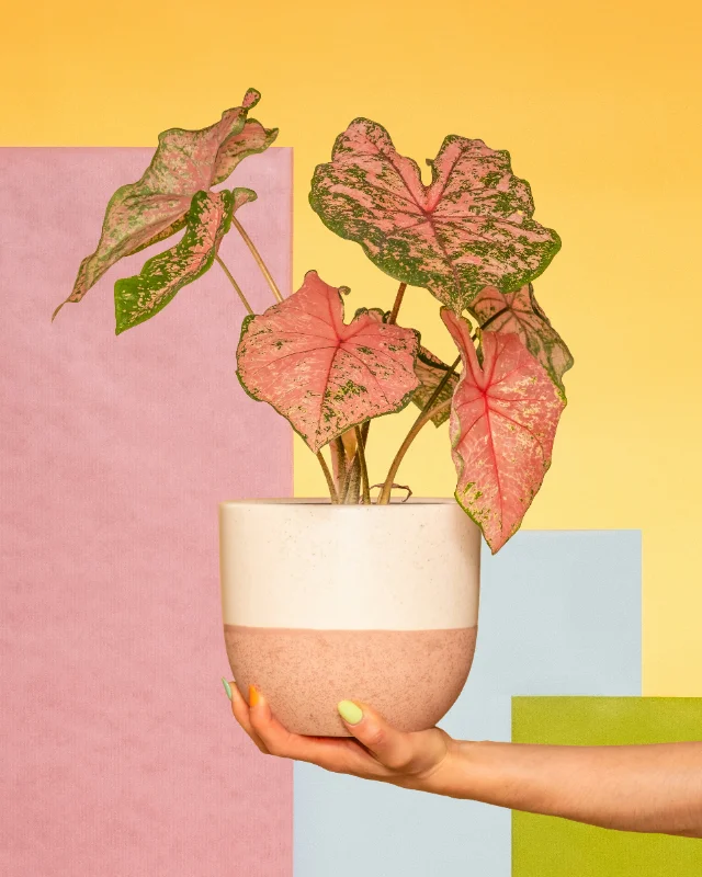 Caladium Pink Beauty