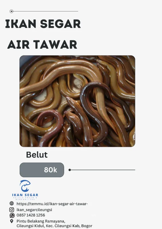 Belut