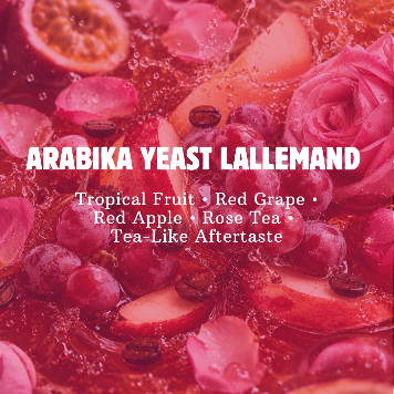 Arabika Galunggung Yeast Lallemand