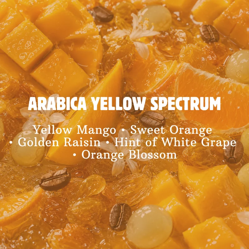 ARABICA YELLOW SPECTRUM