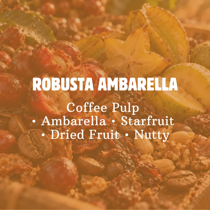 ROBUSTA AMBARELLA